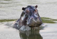¡Adiós a varios hipopótamos del Magdalena Medio! Gobierno autorizó eutanasia para frenar el crecimiento de la población ¡Adiós a varios hipopótamos del Magdalena Medio! Gobierno autorizó eutanasia para frenar el crecimiento de la población