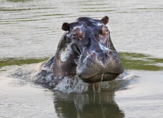 ¡Adiós a varios hipopótamos del Magdalena Medio! Gobierno autorizó eutanasia para frenar el crecimiento de la población ¡Adiós a varios hipopótamos del Magdalena Medio! Gobierno autorizó eutanasia para frenar el crecimiento de la población