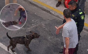 Policía podría enfrentar cárcel por caso de perro en Rionegro