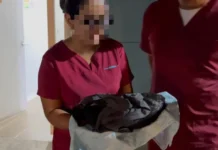Tragedia en Puerto Berrío: siete gatos murieron tras esterilización masiva y varios perros siguen graves Tragedia en Puerto Berrío: siete gatos murieron tras esterilización masiva y varios perros siguen graves