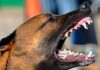 Ataque de perros dejó a una mujer gravemente herida en Montebello Ataque de perros