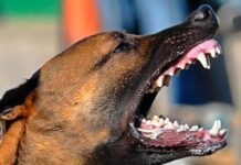 Ataque de perros dejó a una mujer gravemente herida en Montebello Ataque de perros