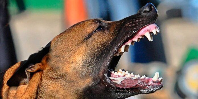 Ataque de perros