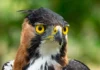 Hallan en Antioquia el nido de una de las águilas más raras de Colombia águilas más raras de Colombia