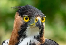 Hallan en Antioquia el nido de una de las águilas más raras de Colombia águilas más raras de Colombia