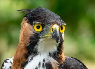 águilas más raras de Colombia