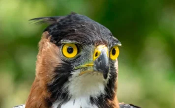 Hallan en Antioquia el nido de una de las águilas más raras de Colombia águilas más raras de Colombia