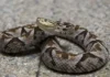 Antioquia lidera las mordeduras de serpiente en Colombia mordeduras de serpiente