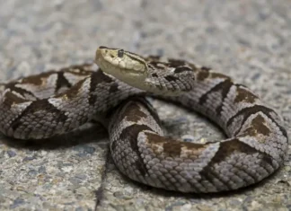 mordeduras de serpiente