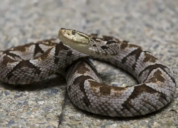 mordeduras de serpiente