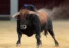 ¡Tragedia en corralejas! Joven murió tras ser corneado por un toro en Caucasia ¡Tragedia en corralejas!