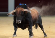 ¡Tragedia en corralejas! Joven murió tras ser corneado por un toro en Caucasia ¡Tragedia en corralejas!