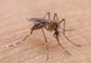 ¡El calor y las lluvias disparan la alerta por dengue