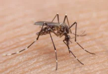 ¡El calor y las lluvias disparan la alerta por dengue en Antioquia! ¡El calor y las lluvias disparan la alerta por dengue