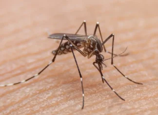 ¡El calor y las lluvias disparan la alerta por dengue