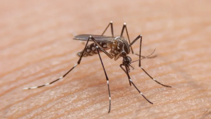 ¡El calor y las lluvias disparan la alerta por dengue ¡El calor y las lluvias disparan la alerta por dengue