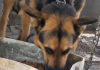 ¡$50 millones por el que atacó a machete a una perrita en Remedios! 50 millones por el que atacó a machete