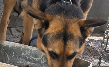 ¡$50 millones por el que atacó a machete a una perrita en Remedios! 50 millones por el que atacó a machete